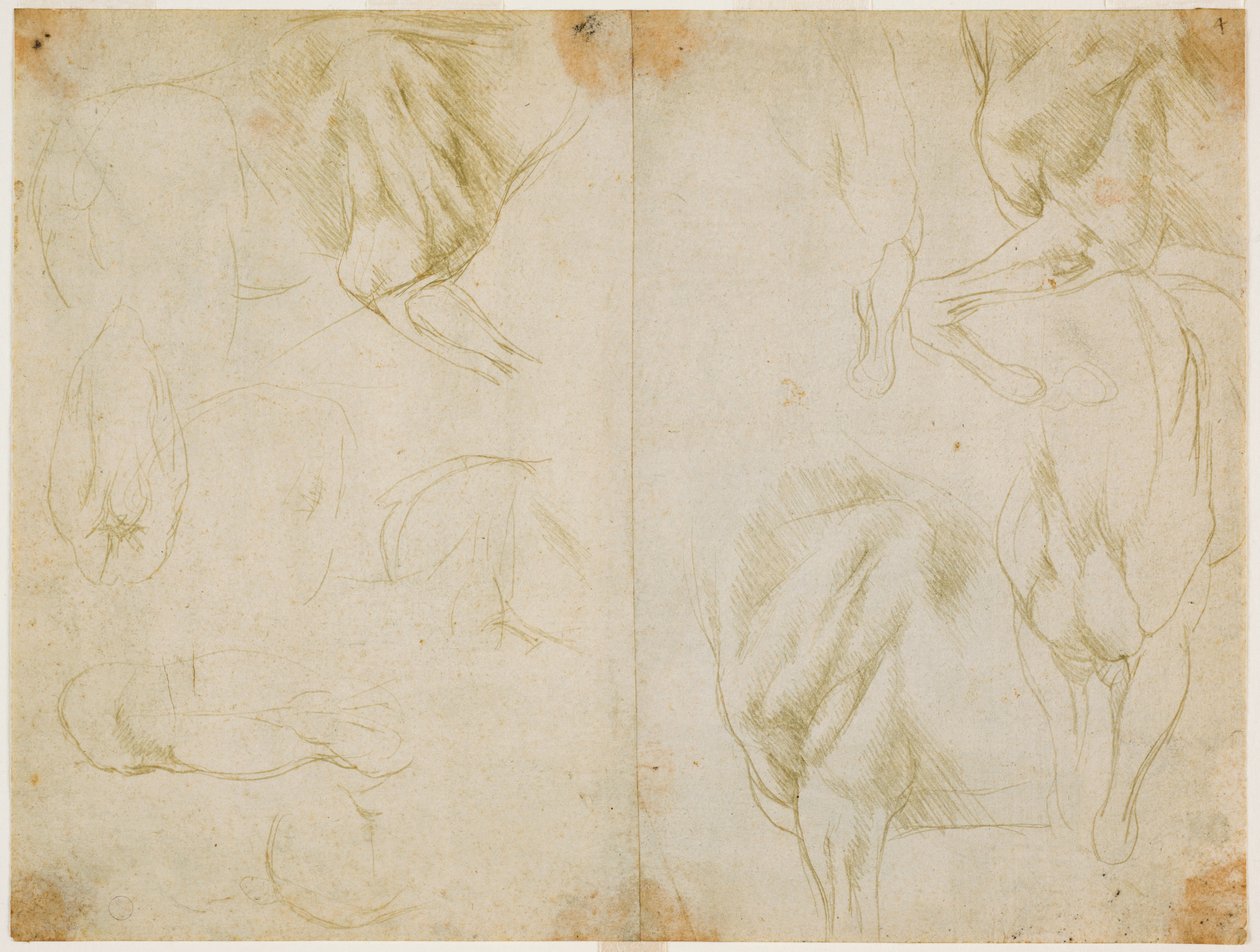Tanulmányok a ló mellső végtagjainak izomzatáról, 1480 körül (fémhegy, előkészített világos olajzöld papírra) alkotó: Leonardo da Vinci