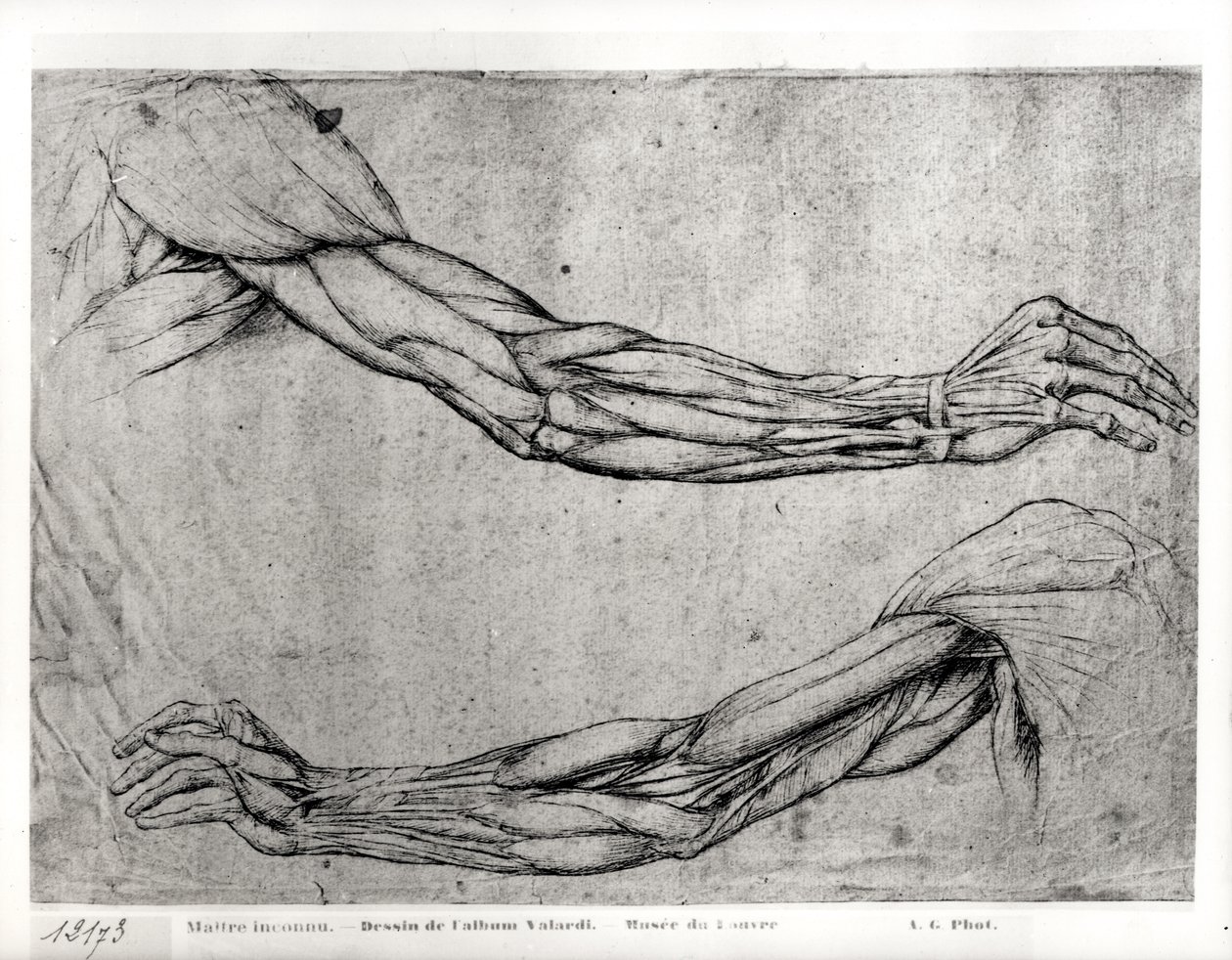 Fegyvertanulmány alkotó: Leonardo da Vinci