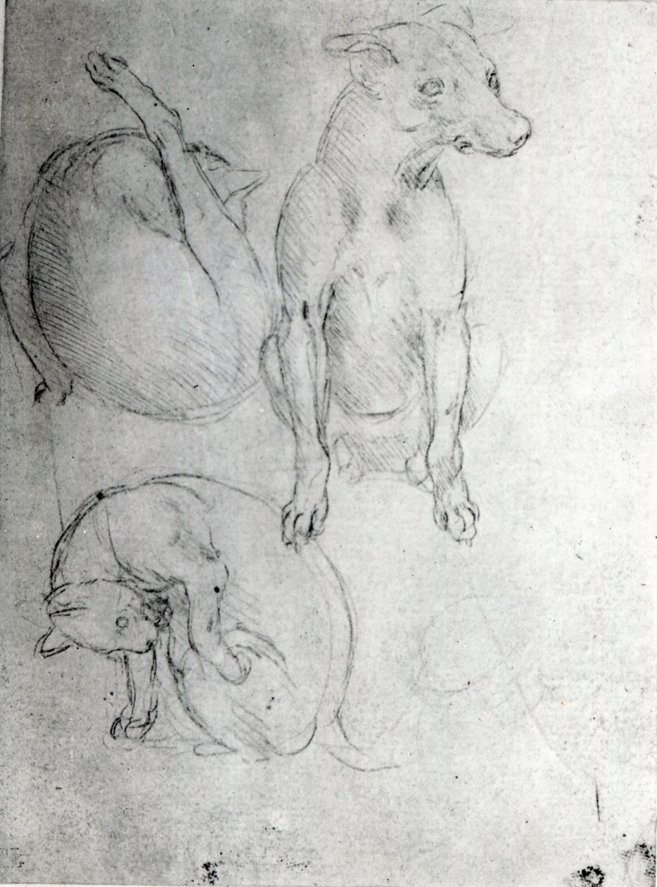 Tanulmány egy kutyáról és egy macskáról, 1480 körül (papíron fémpont) alkotó: Leonardo da Vinci
