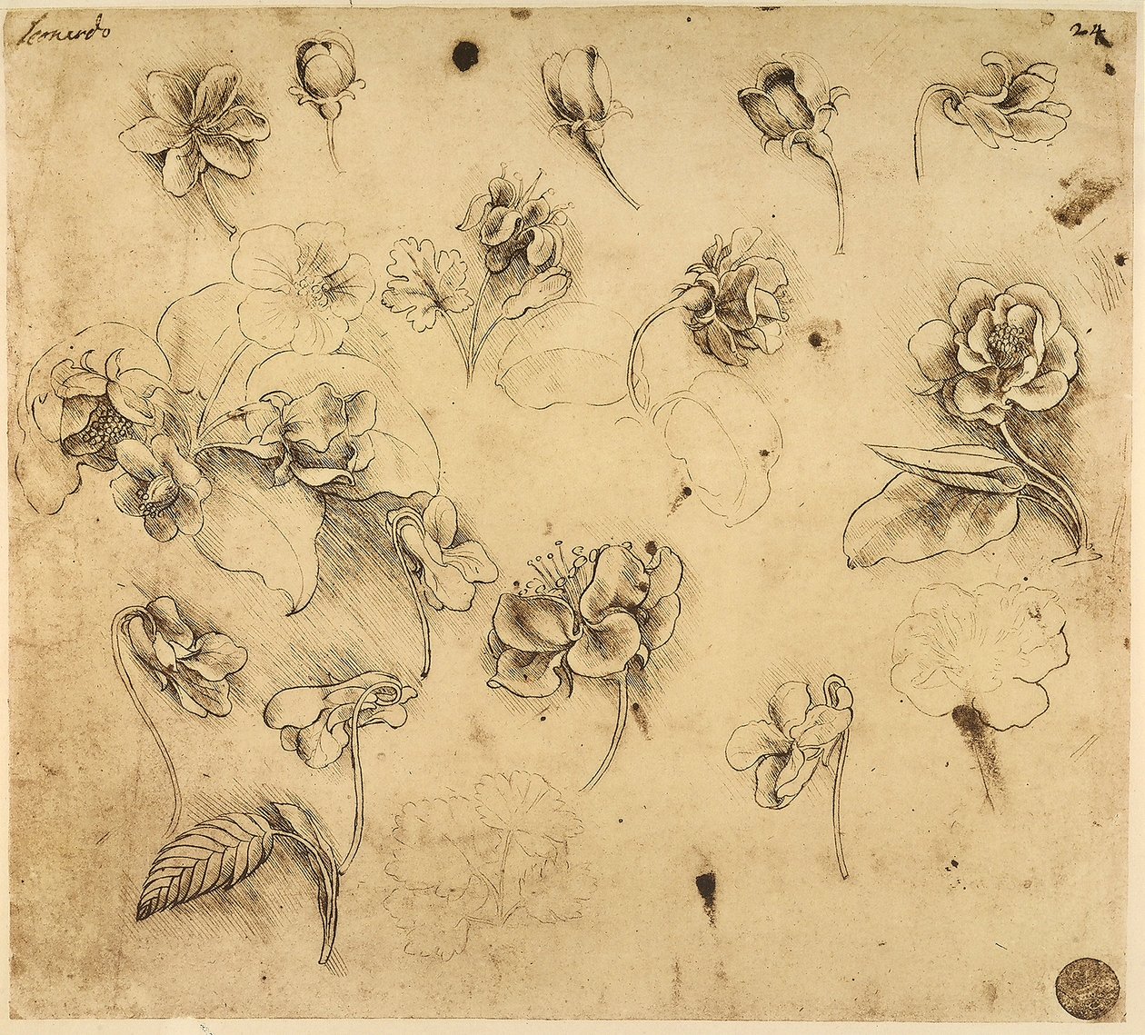 Virágtanulmány, tollrajz sárga papírra, ezüstpont-előkészítés jeleivel, Leonardo da Vinci, a Velencei Akadémia Galériájában őrzik. alkotó: Leonardo da Vinci