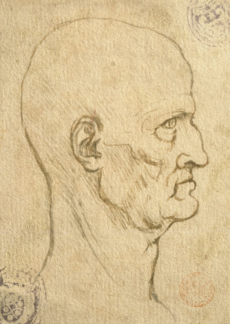 Az emberi arányok tanulmányozása alkotó: Leonardo da Vinci