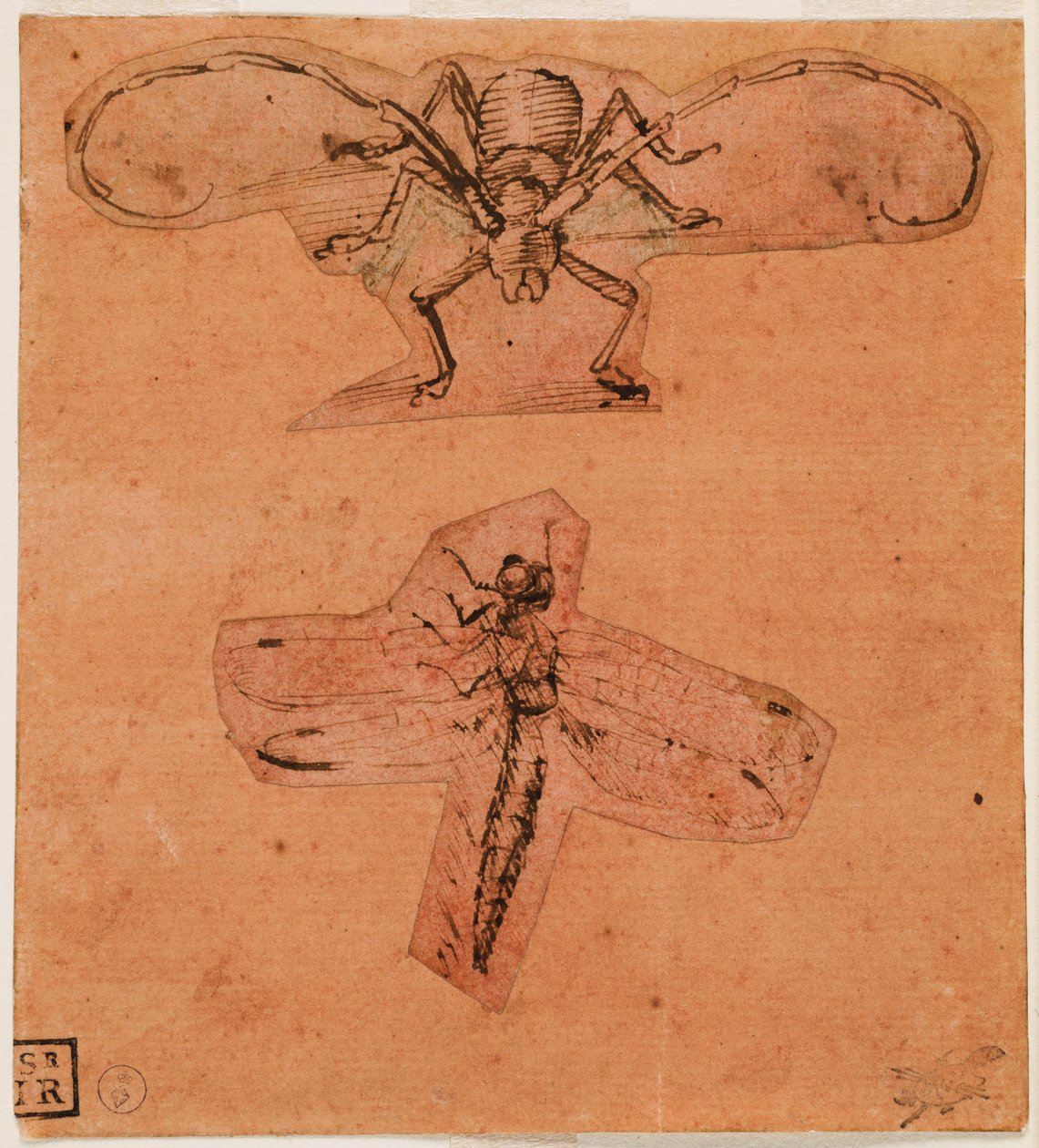 Rovarok tanulmánya, 1480 körül (felső rajz) és 1503-1505 körül (alsó rajz) (toll és tinta, vörös színű előkészített papírra, a rajzokat kivágták és beragasztották). alkotó: Leonardo da Vinci