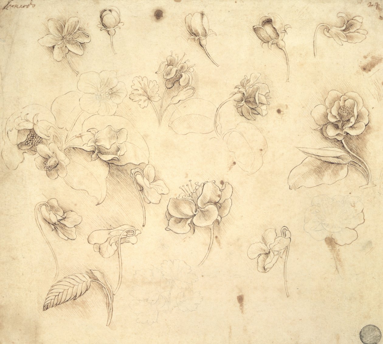 Tanulmány a fűszerű növények virágairól (Briza Maxima) 1481-83 körül alkotó: Leonardo da Vinci