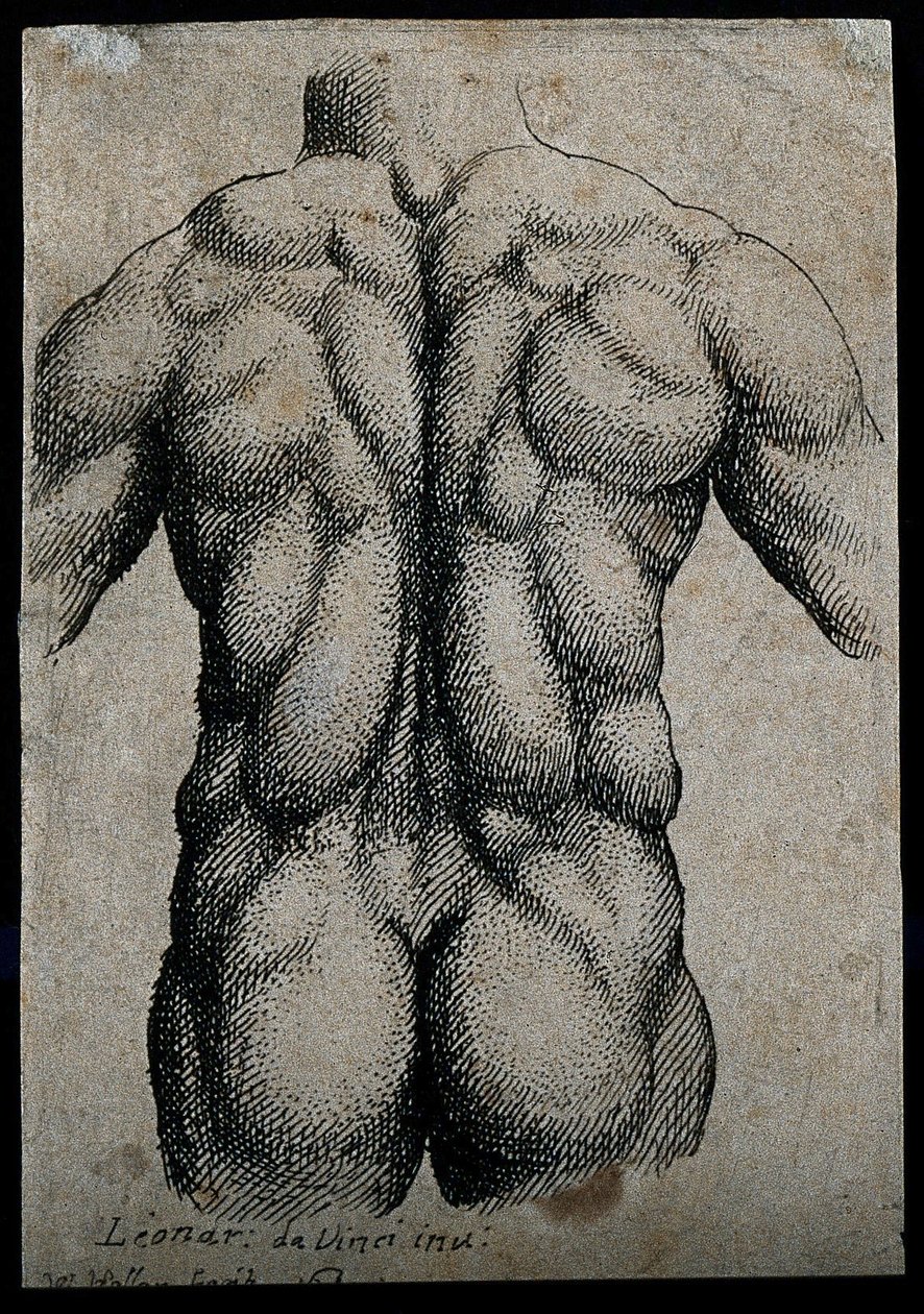 Férfi törzs, hátulról nézve, az izmok hangsúlyosak alkotó: Leonardo da Vinci