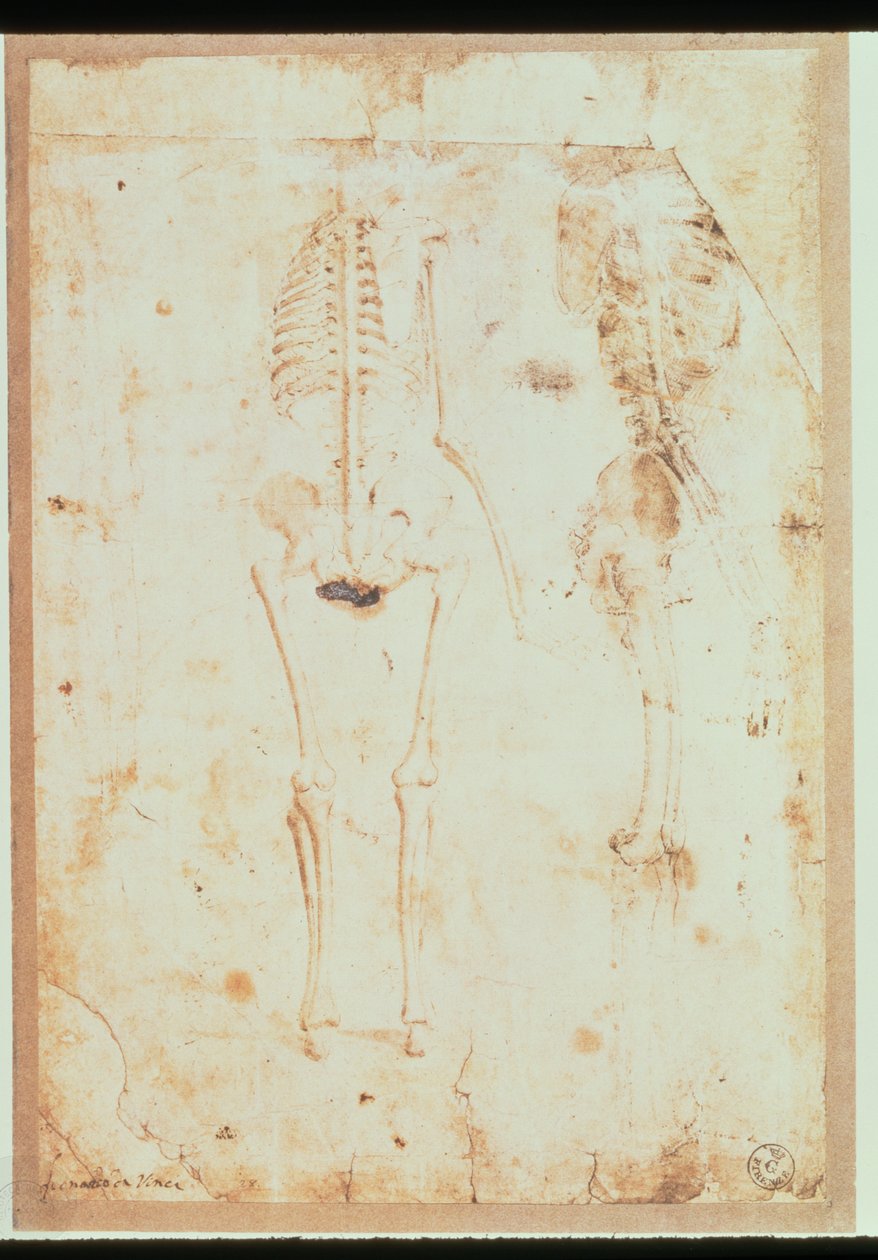 Két tanulmány egy lógó csontvázról (toll és tus, mosás) alkotó: Leonardo da Vinci