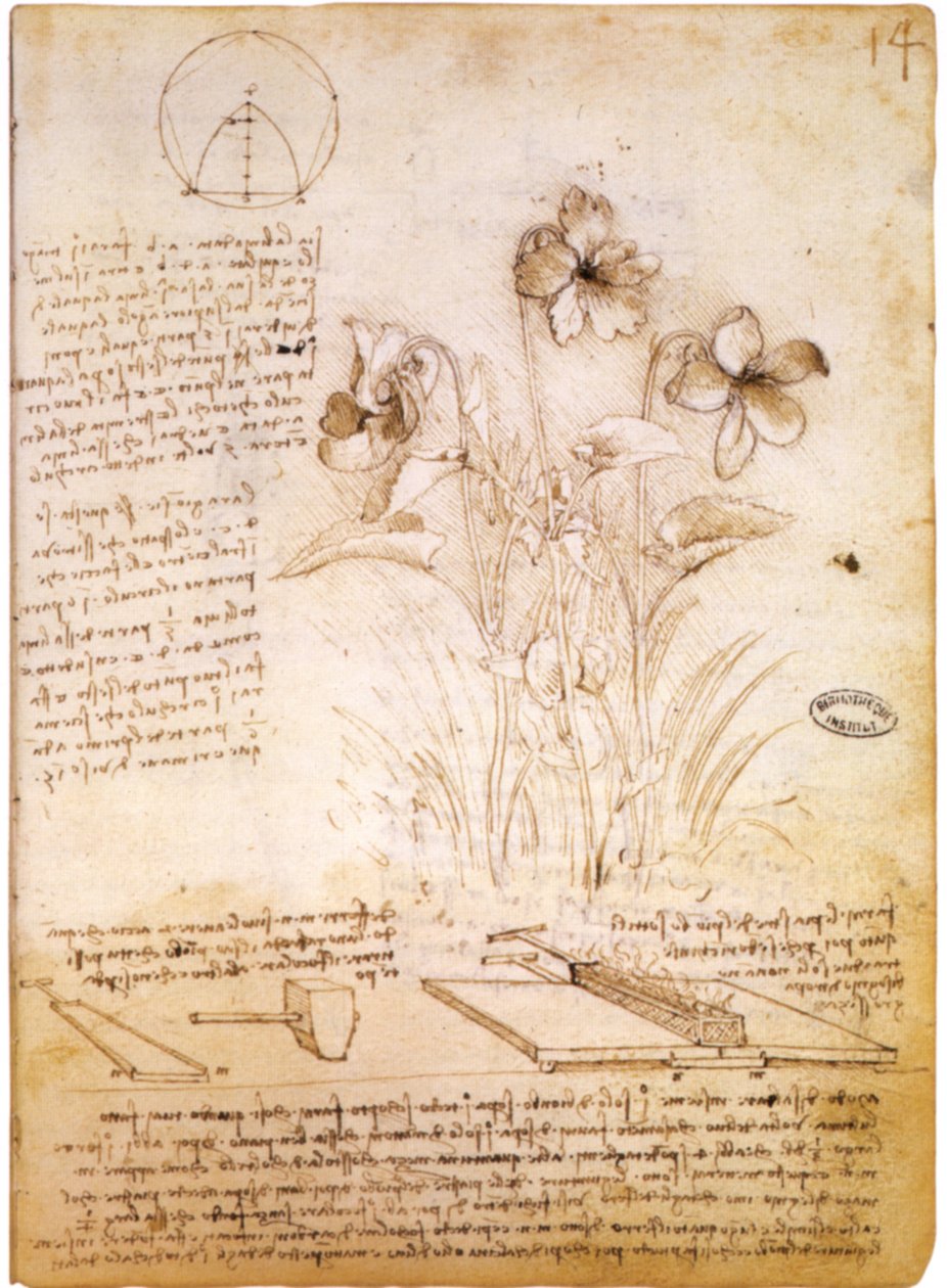 geometriai ábrák és botanikai rajz alkotó: Leonardo da Vinci