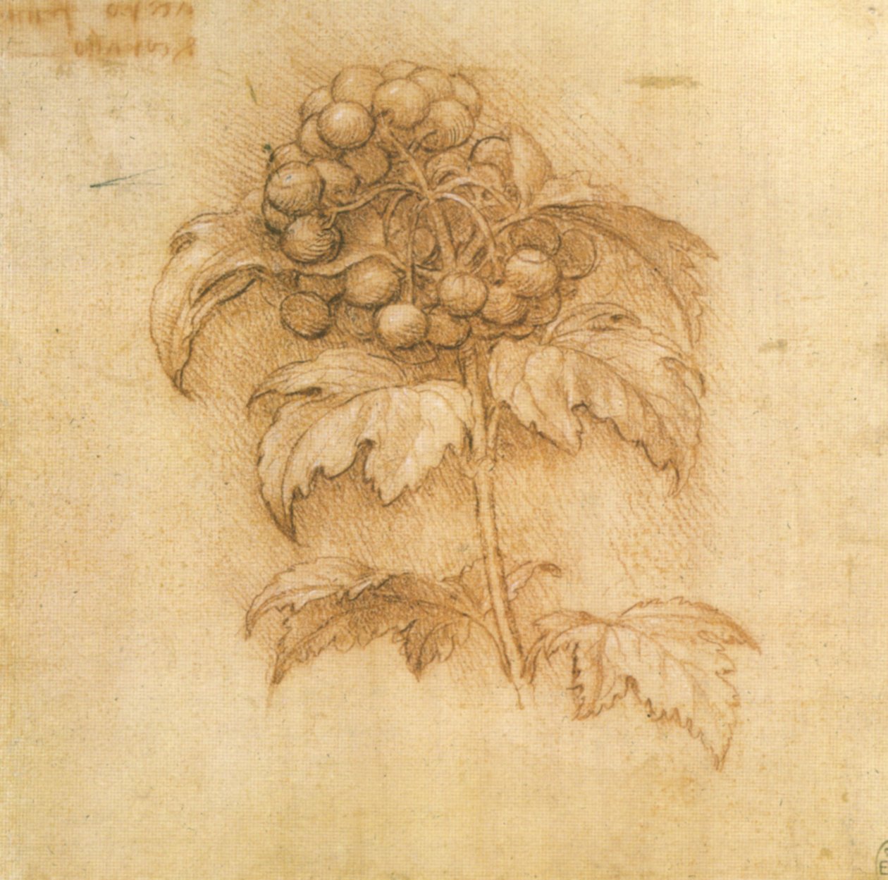 áfonya alkotó: Leonardo da Vinci