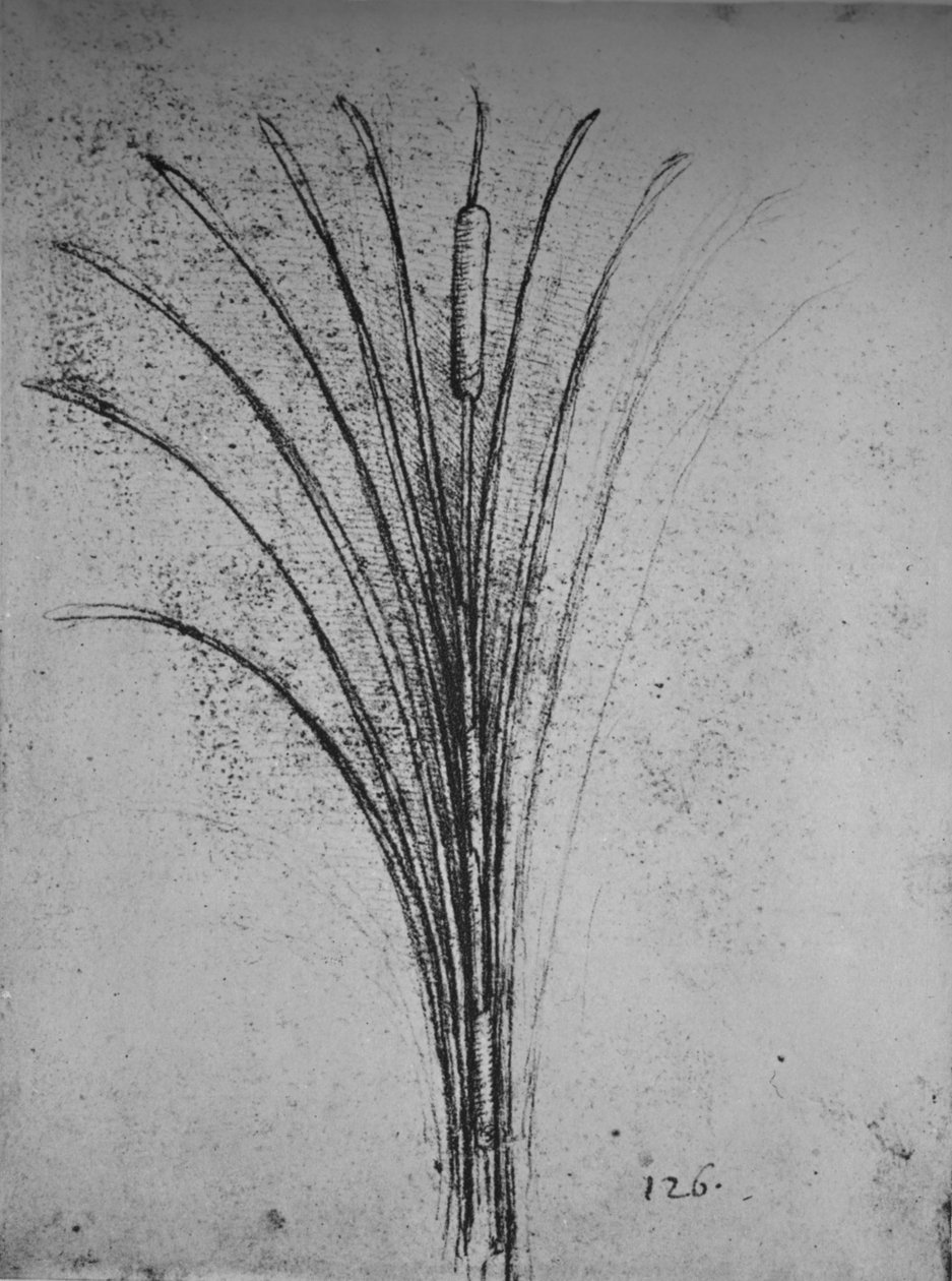 Egy gyékény, c1480, 1945 alkotó: Leonardo da Vinci