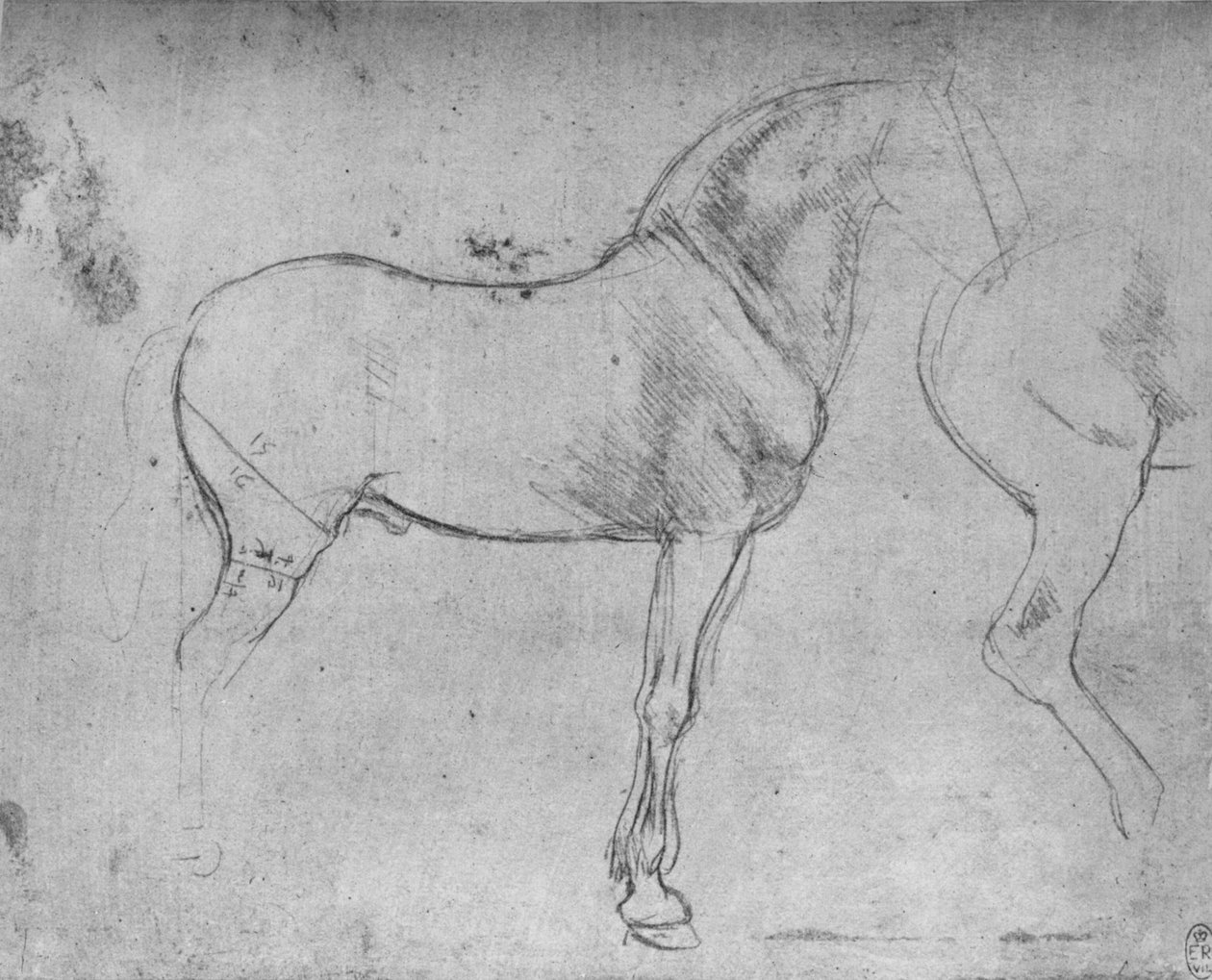 Egy ló profilban jobbra és hátsó negyedei, c1480 1945 alkotó: Leonardo da Vinci