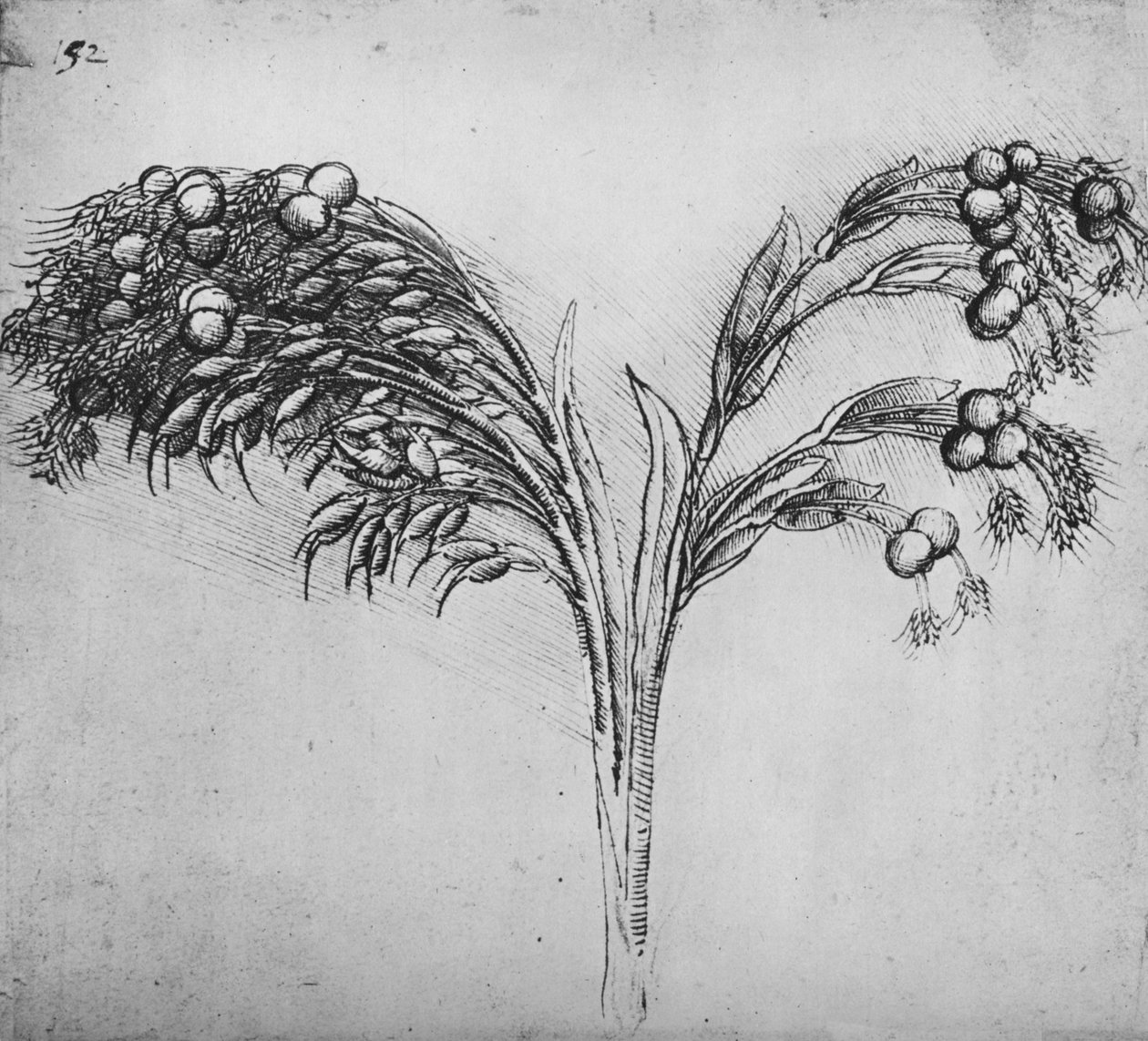 Hosszú szárú növény, c1480 1945 alkotó: Leonardo da Vinci