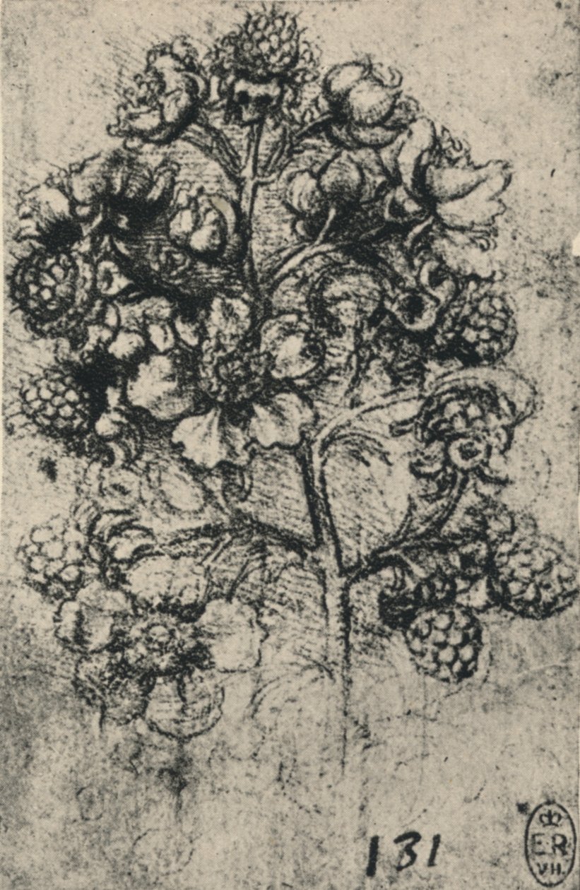 Egy permet Brambles, c1480 1945 alkotó: Leonardo da Vinci