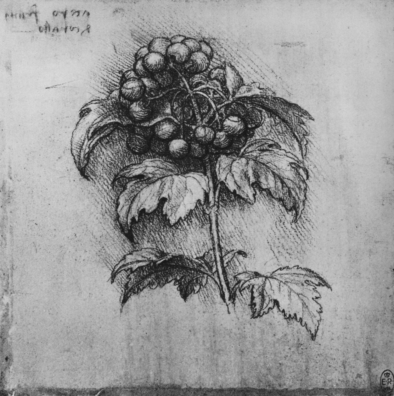 Egy növény permetezése, c1480 1945 alkotó: Leonardo da Vinci