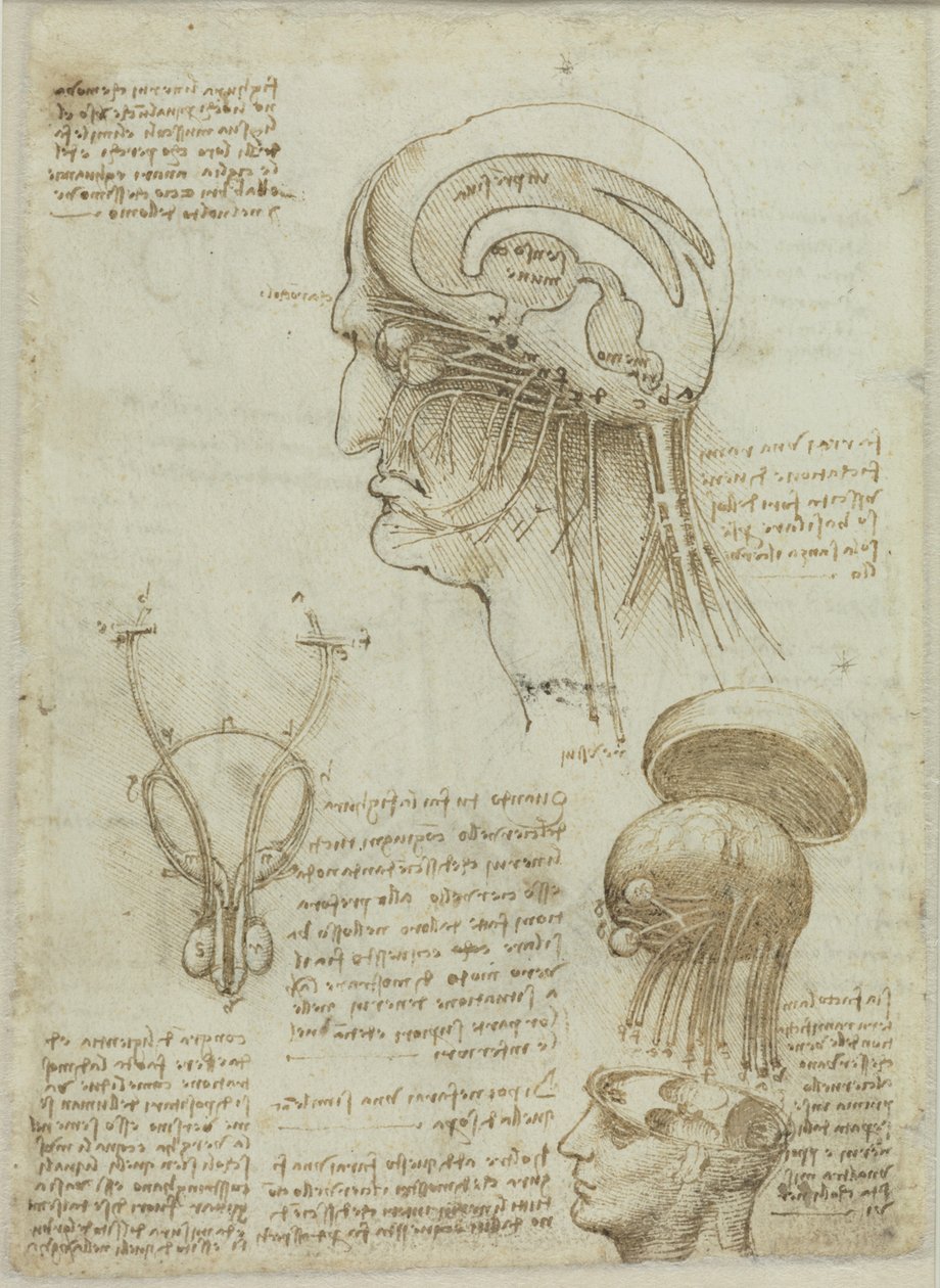 Kéziratos lap anatómiai rajzokkal és jegyzetekkel, 1506-1508. alkotó: Leonardo da Vinci
