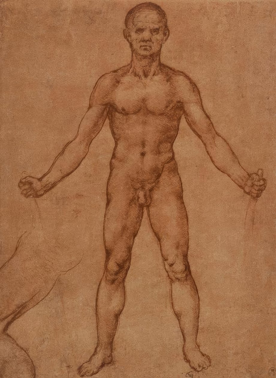Akt tanulmány álló férfiról, frontális alkotó: Leonardo da Vinci
