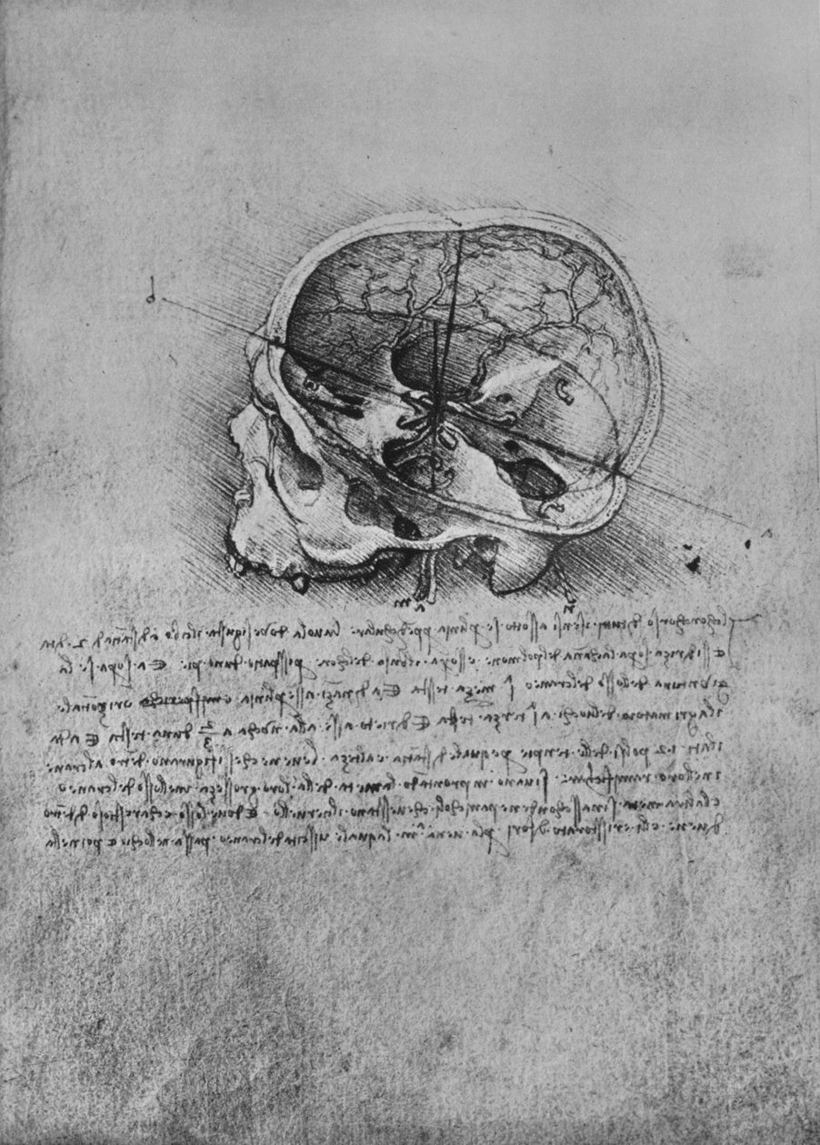 Egy koponya anatómiai rajza balra, c1480 1945 alkotó: Leonardo da Vinci
