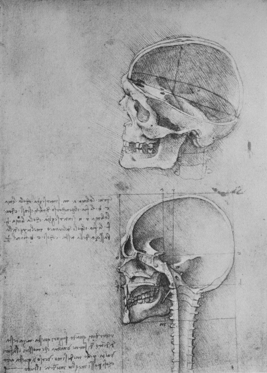 Két koponya anatómiai rajzai profilban balra, c1480 1945 alkotó: Leonardo da Vinci