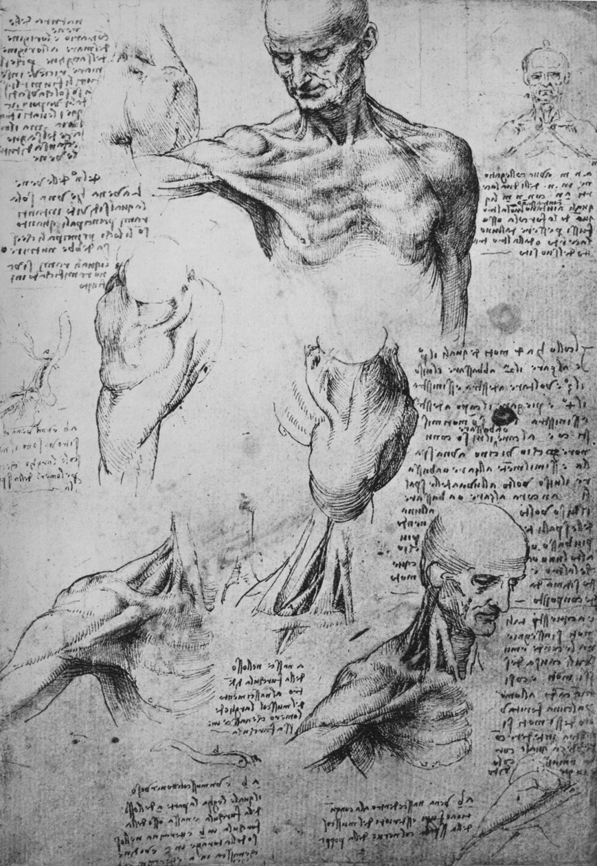 Egy férfi nyakának és vállának anatómiai rajzai, c1480 1945 alkotó: Leonardo da Vinci