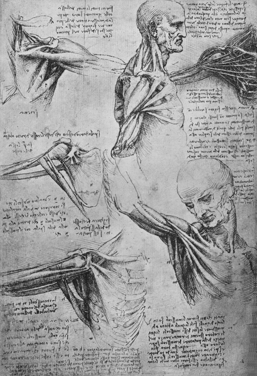 A férfi nyakának és vállának anatómiai tanulmányai, c1480, 1945 alkotó: Leonardo da Vinci
