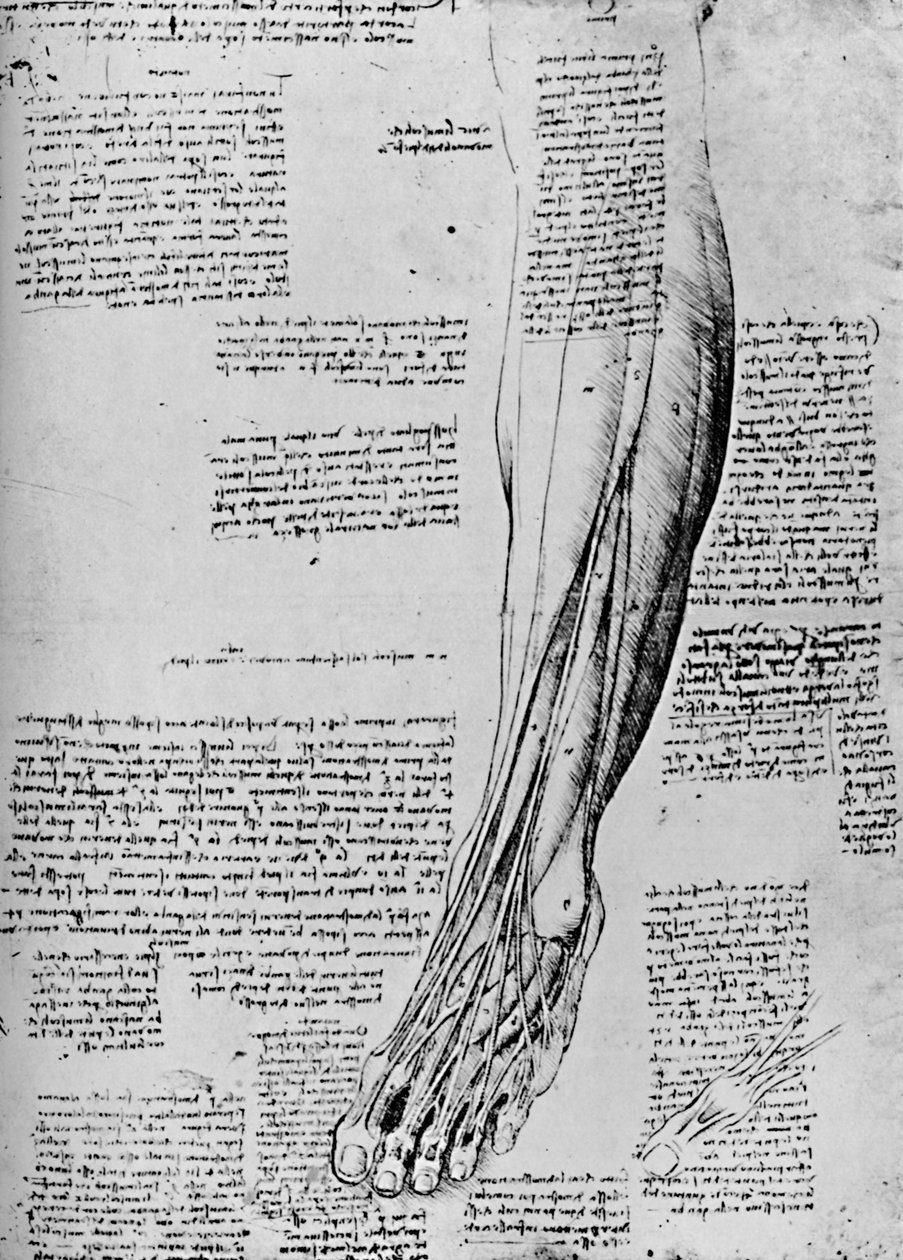 A lábizmok anatómiai vizsgálata, 1928 alkotó: Leonardo da Vinci