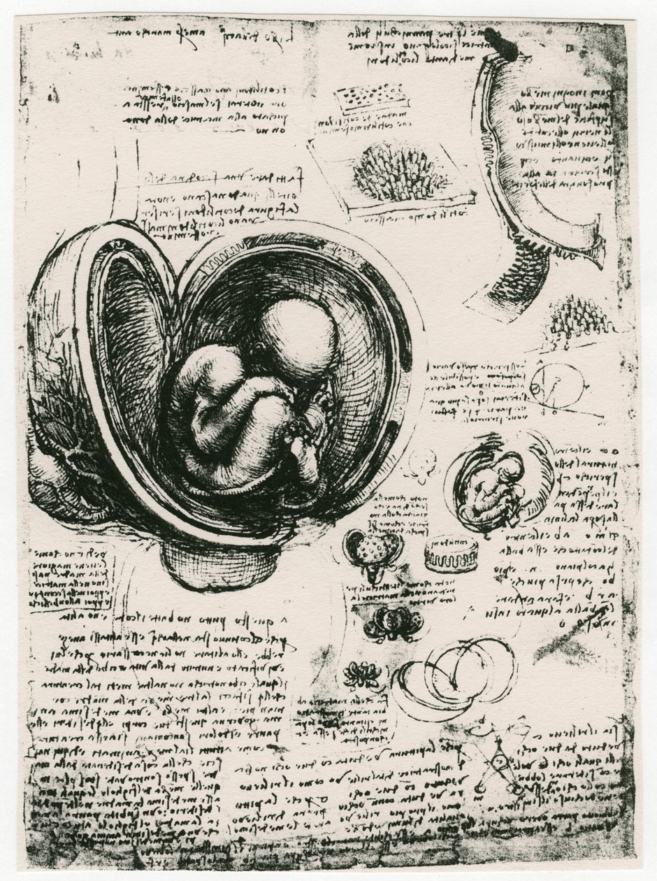 Egy emberi magzat anatómiai vázlata az anyaméhben, c1510 alkotó: Leonardo da Vinci