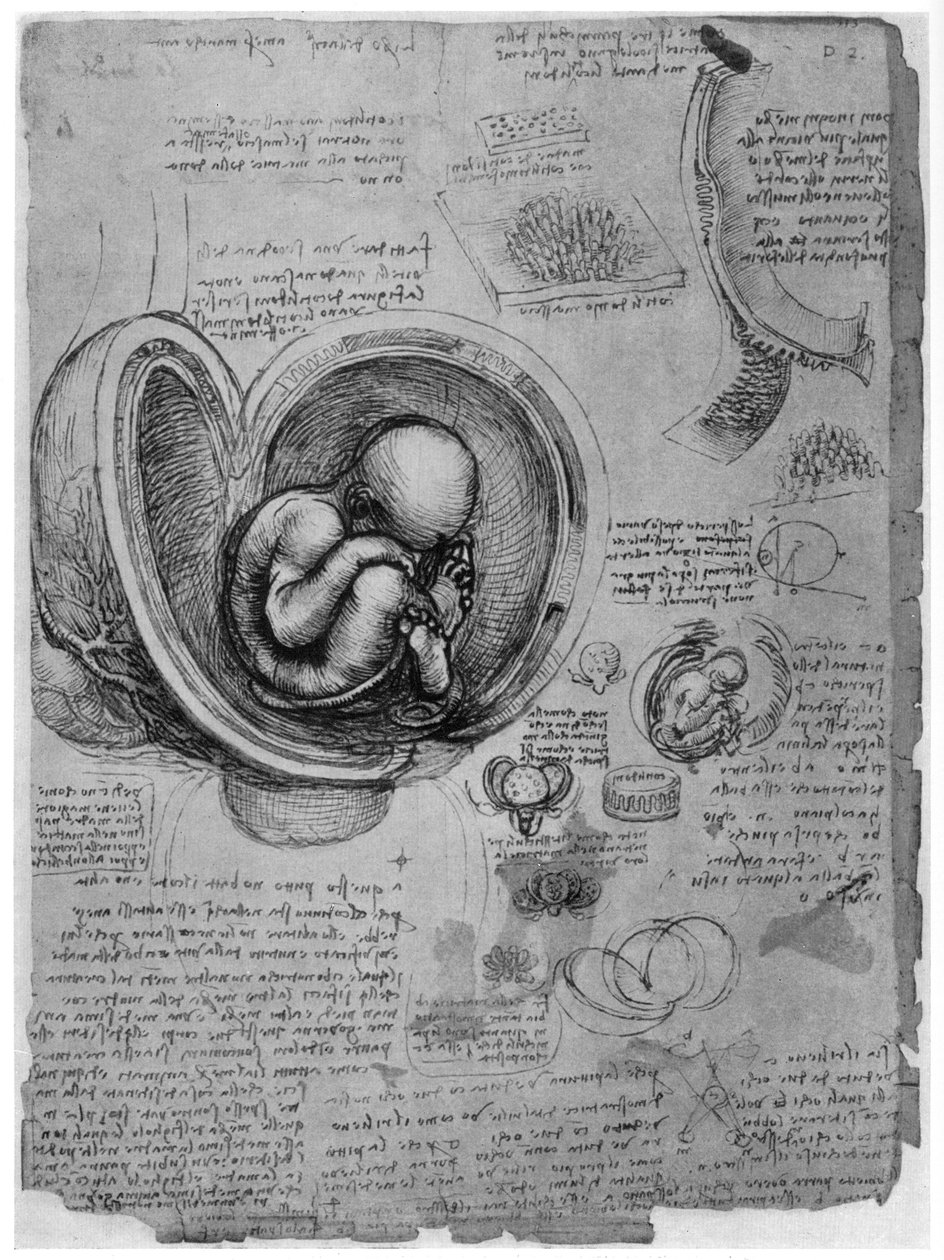 Egy emberi magzat anatómiai vázlata az anyaméhben, c1510 1954 alkotó: Leonardo da Vinci