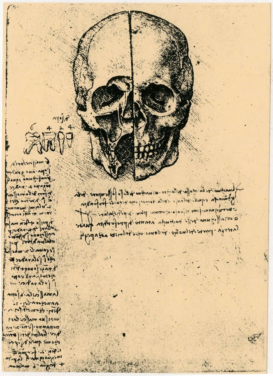 Egy emberi koponya anatómiai vázlata, c1472-1519 alkotó: Leonardo da Vinci