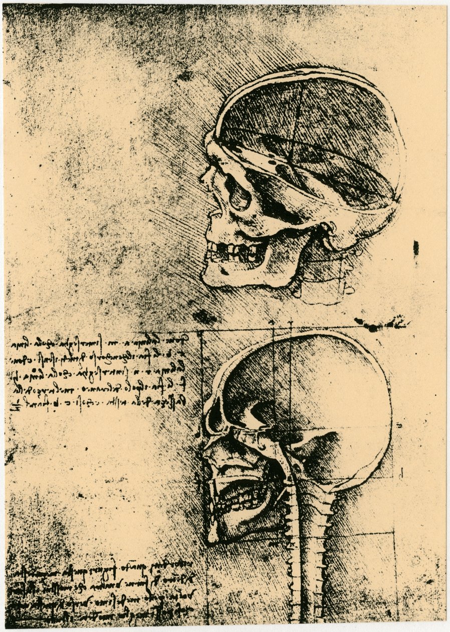Anatómiai vázlat, két tanulmány egy emberi koponyáról, c1489 alkotó: Leonardo da Vinci
