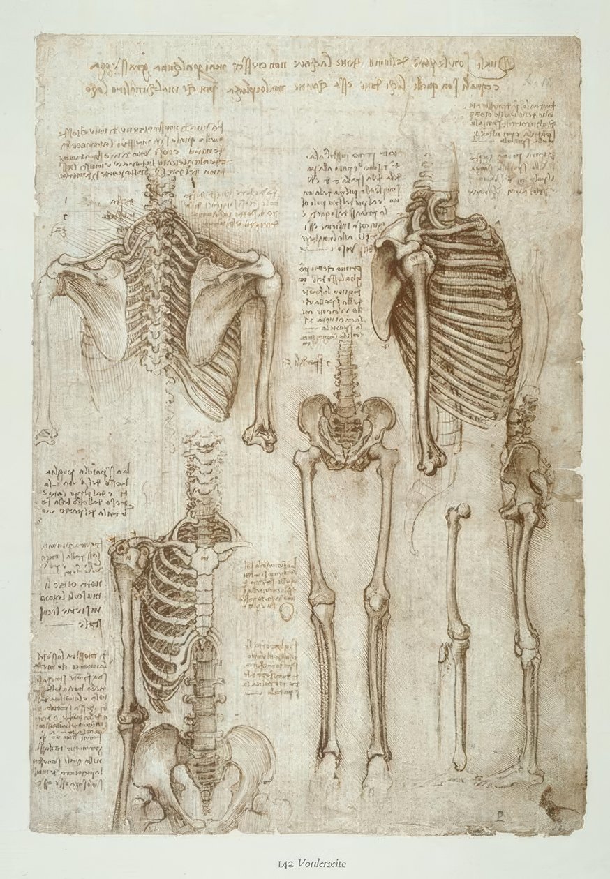 Anatomiestudien alkotó: Leonardo da Vinci