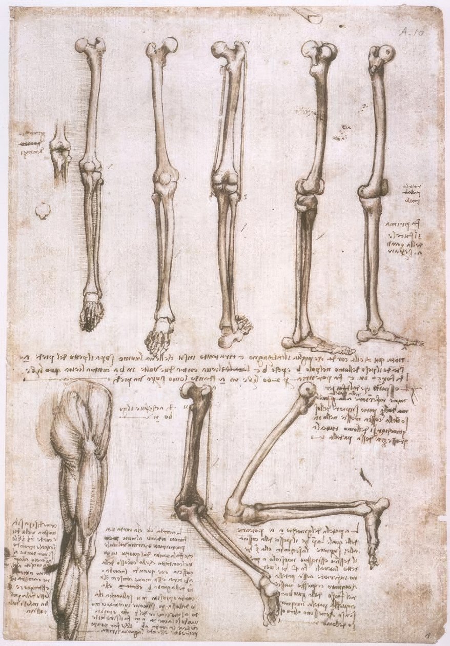 Anatomiestudien alkotó: Leonardo da Vinci