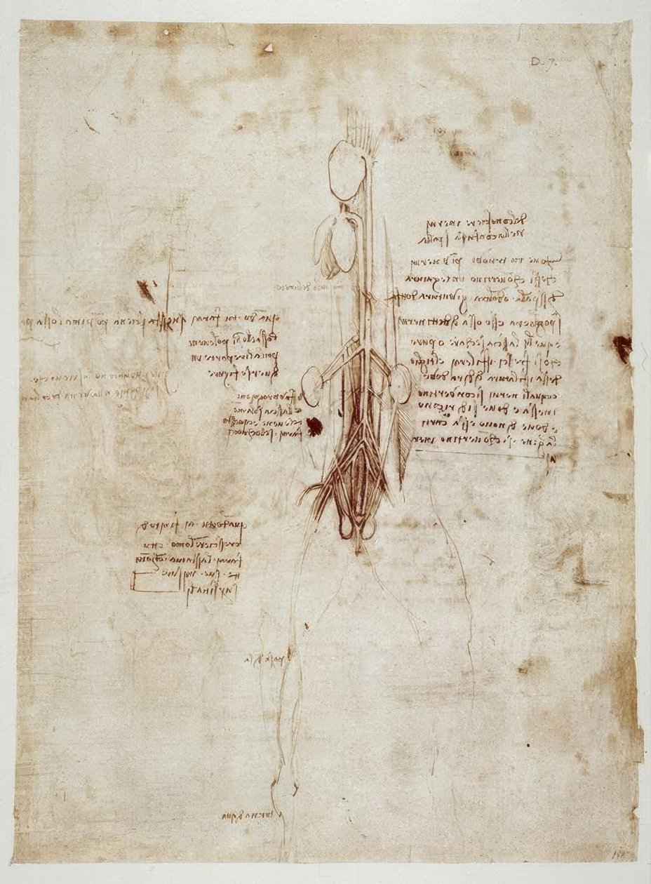 Anatomiestudien alkotó: Leonardo da Vinci