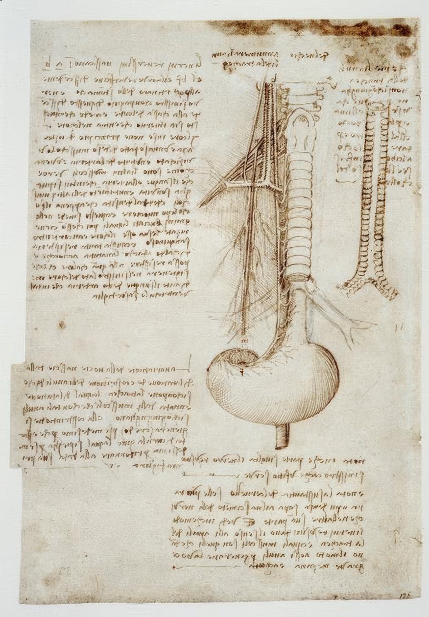 Anatomiestudien alkotó: Leonardo da Vinci