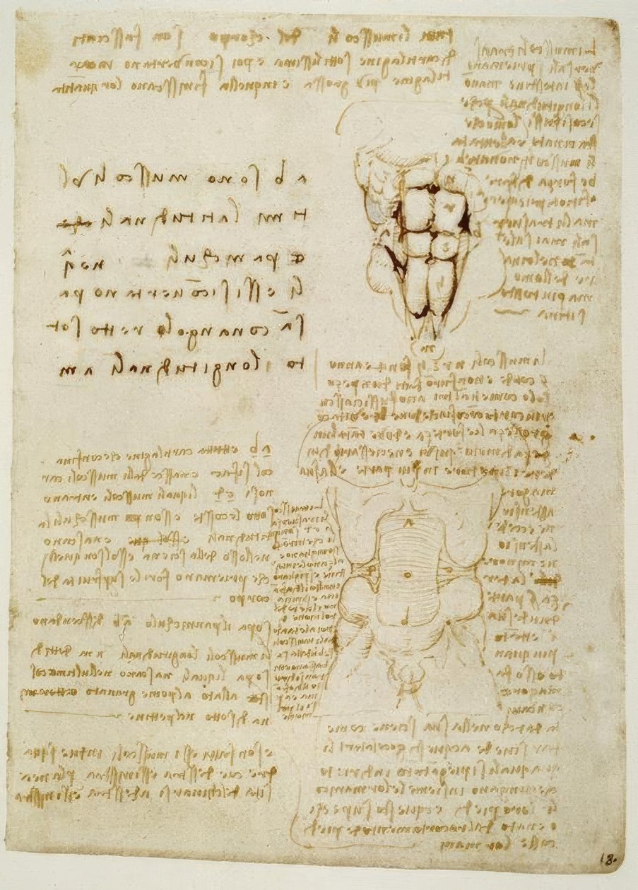 Anatomiestudien alkotó: Leonardo da Vinci