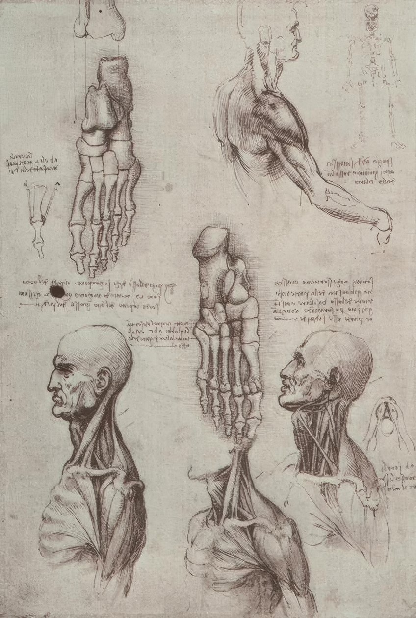 Anatomiestudien alkotó: Leonardo da Vinci
