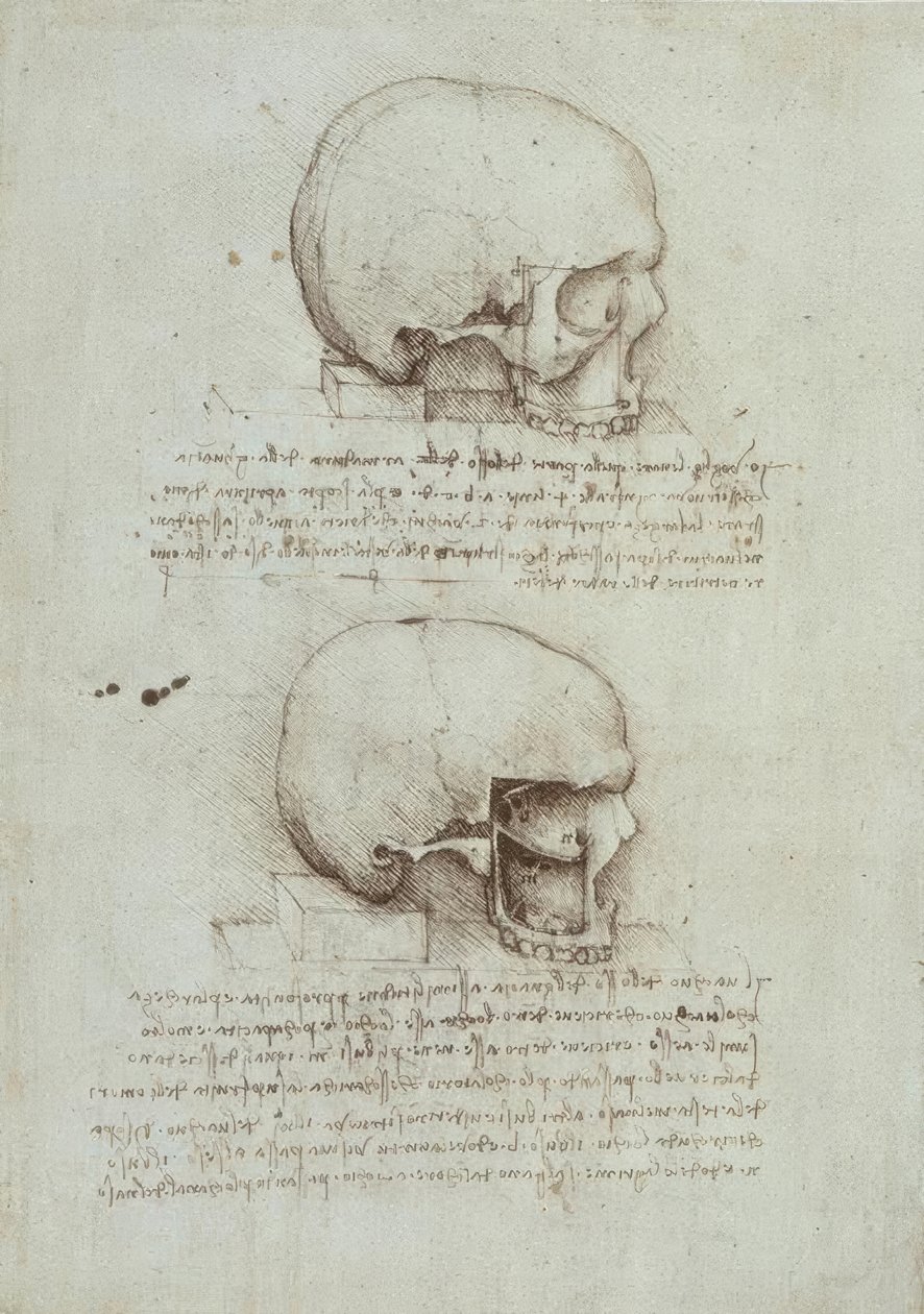 Anatomiestudien alkotó: Leonardo da Vinci