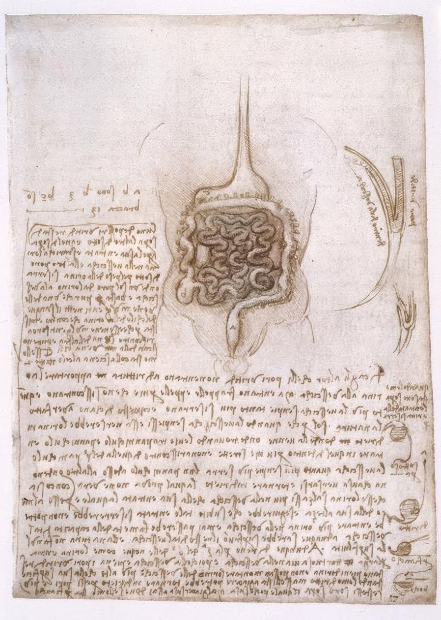 Anatomiestudien alkotó: Leonardo da Vinci