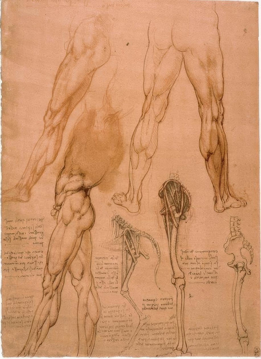 Anatomiestudien: Beinmuskulatur alkotó: Leonardo da Vinci