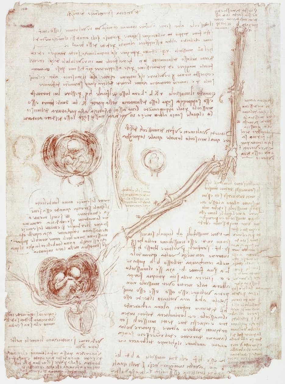 Anatómiai tanulmányok: a könyökízület mozgása / magzat méhen belül alkotó: Leonardo da Vinci