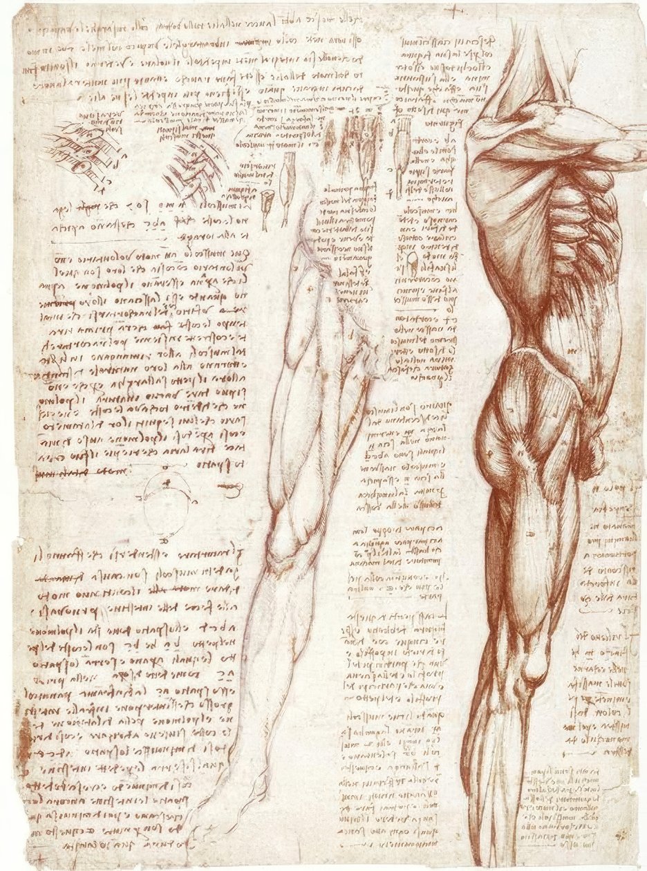 Anatómiai tanulmányok: A törzs és a lábak izmai alkotó: Leonardo da Vinci