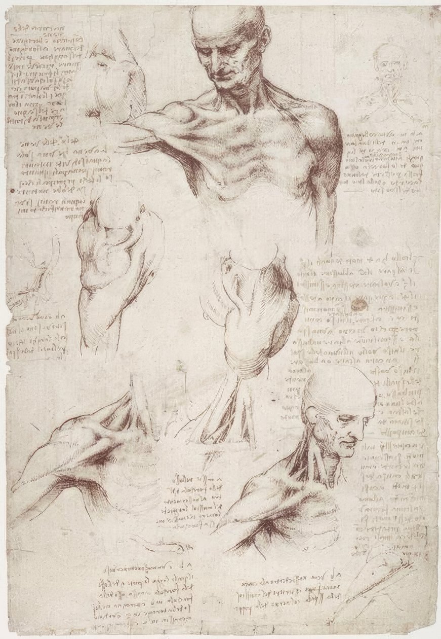 Anatómiai vizsgálatok: a nyak és a váll felszíni izmai alkotó: Leonardo da Vinci