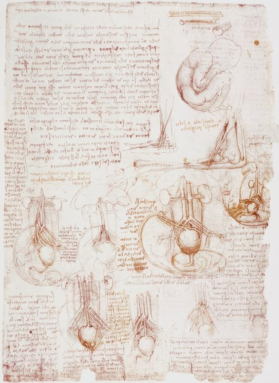 Anatómiai tanulmányok: köldökzsinór / magzat ... alkotó: Leonardo da Vinci