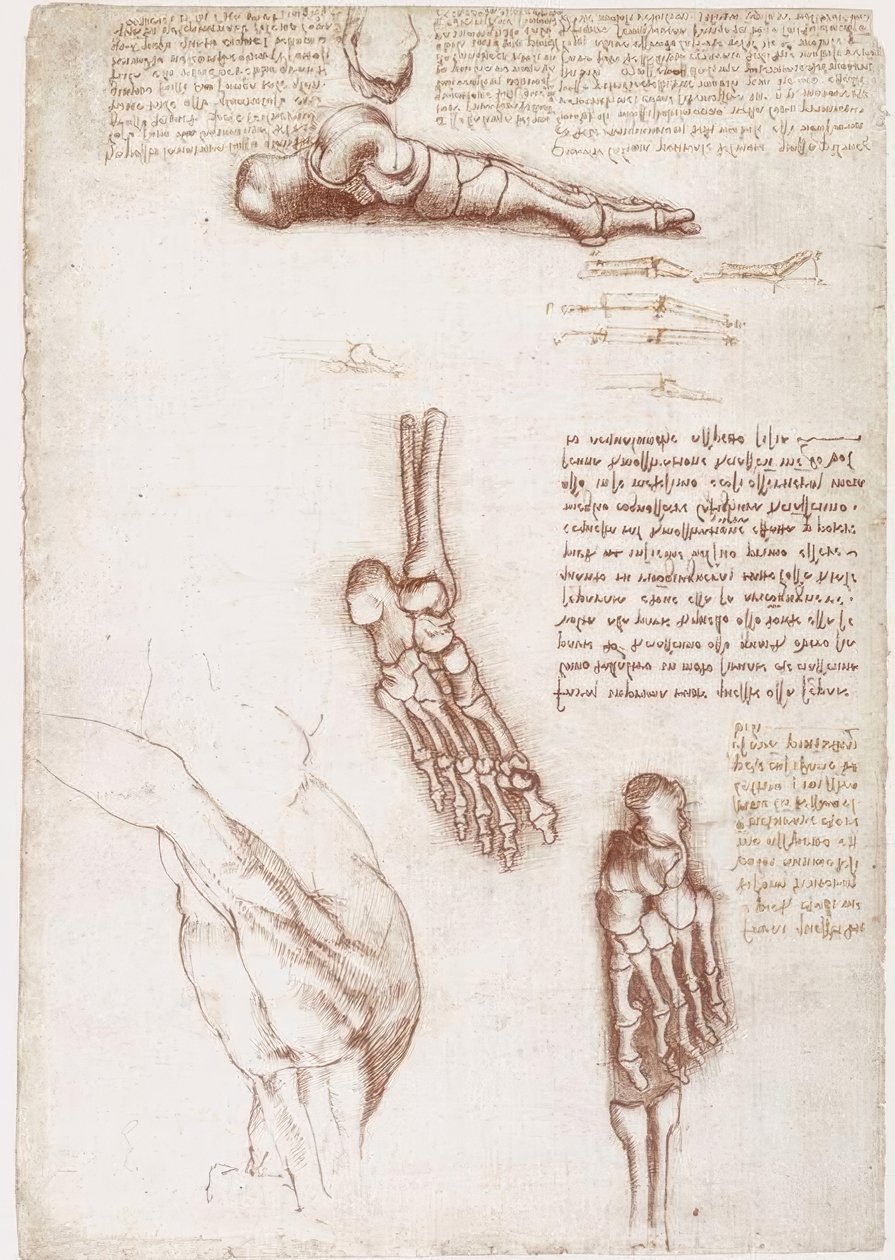 Anatómiai tanulmányok: A váll felszíni anatómiája / A láb csontjai alkotó: Leonardo da Vinci