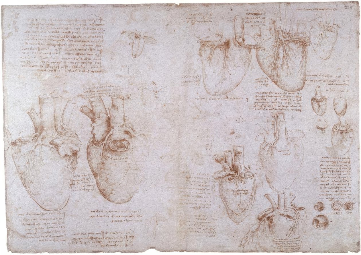 Anatómiai tanulmányok: felszíni vénák... alkotó: Leonardo da Vinci