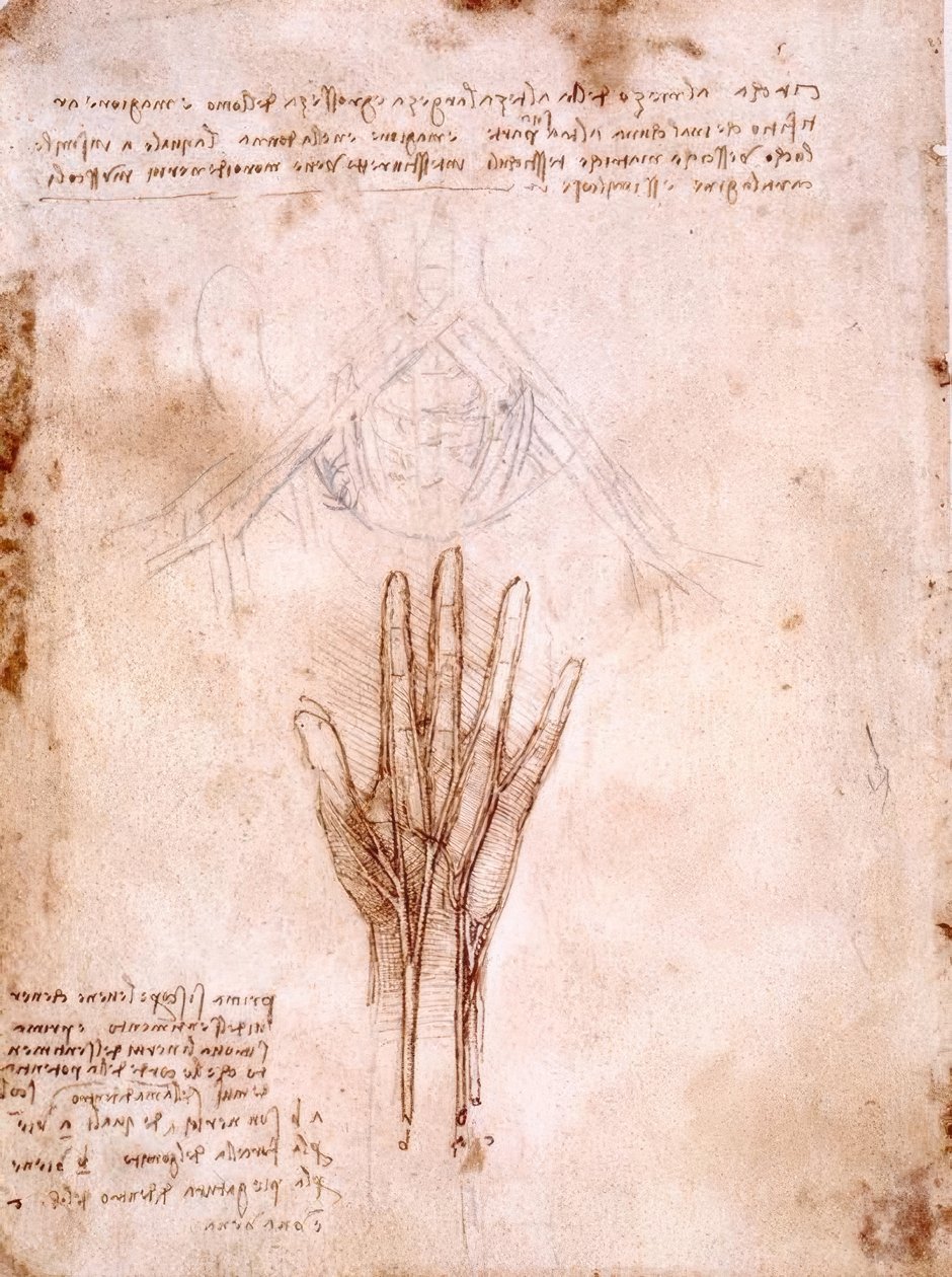 Anatómiai vizsgálatok: a kismedencei erek vázlata ... alkotó: Leonardo da Vinci