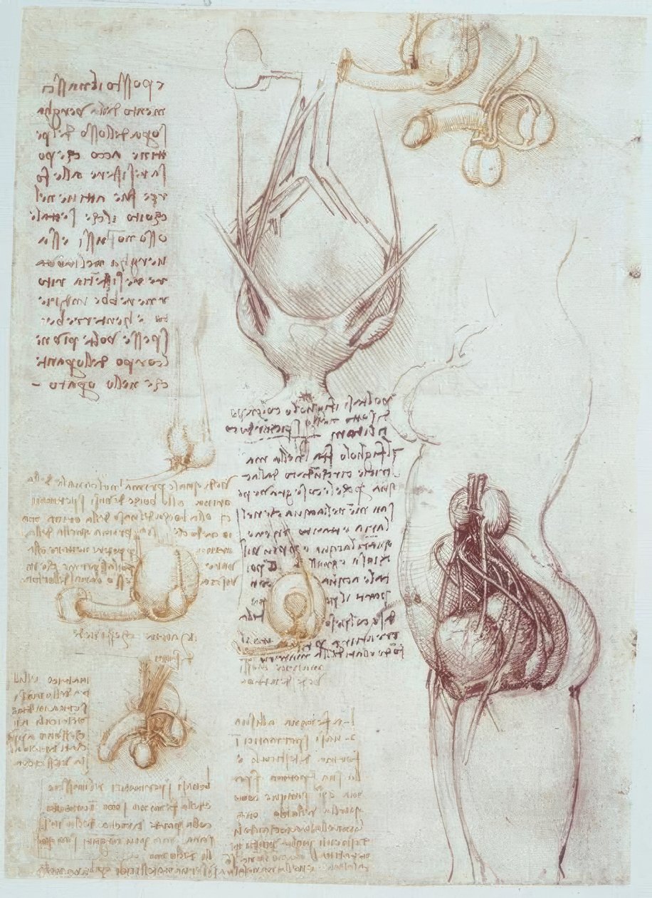 Anatómiai tanulmányok: A férfi és női nemi szervek összehasonlító ábrázolásai alkotó: Leonardo da Vinci