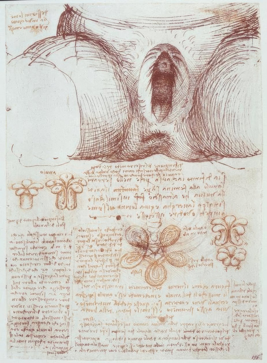 Anatómiai tanulmányok: egy többpetéjű nő vulvája a szülés után alkotó: Leonardo da Vinci