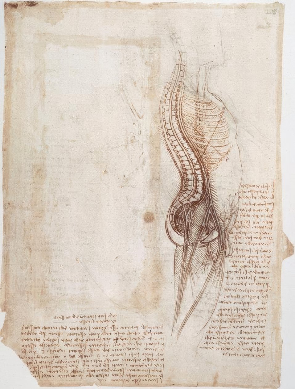 Anatómiai tanulmányok: Gerinc... alkotó: Leonardo da Vinci