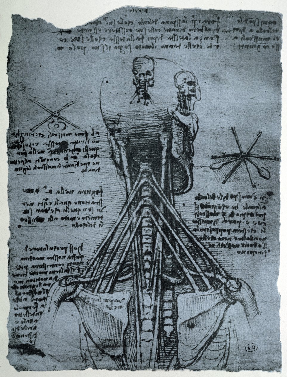 Az emberi nyak és váll csontszerkezete, faxmásolat alkotó: Leonardo da Vinci