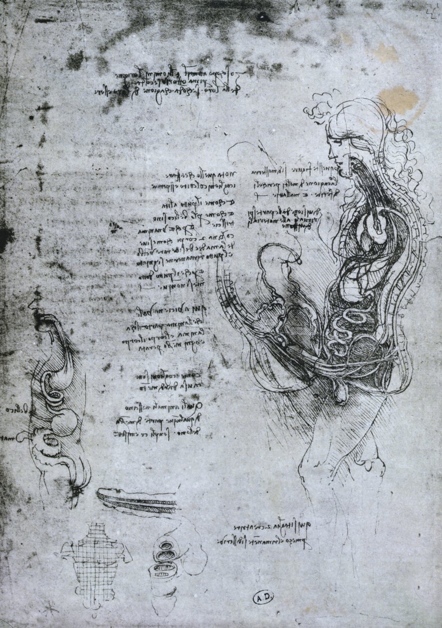 Félbevágott férfi és nő összeállítása, fakszimile alkotó: Leonardo da Vinci