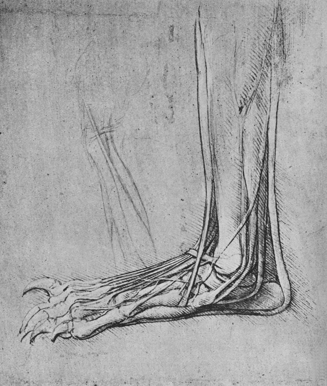 Medveláb boncolása balra, c1480 1945 alkotó: Leonardo da Vinci