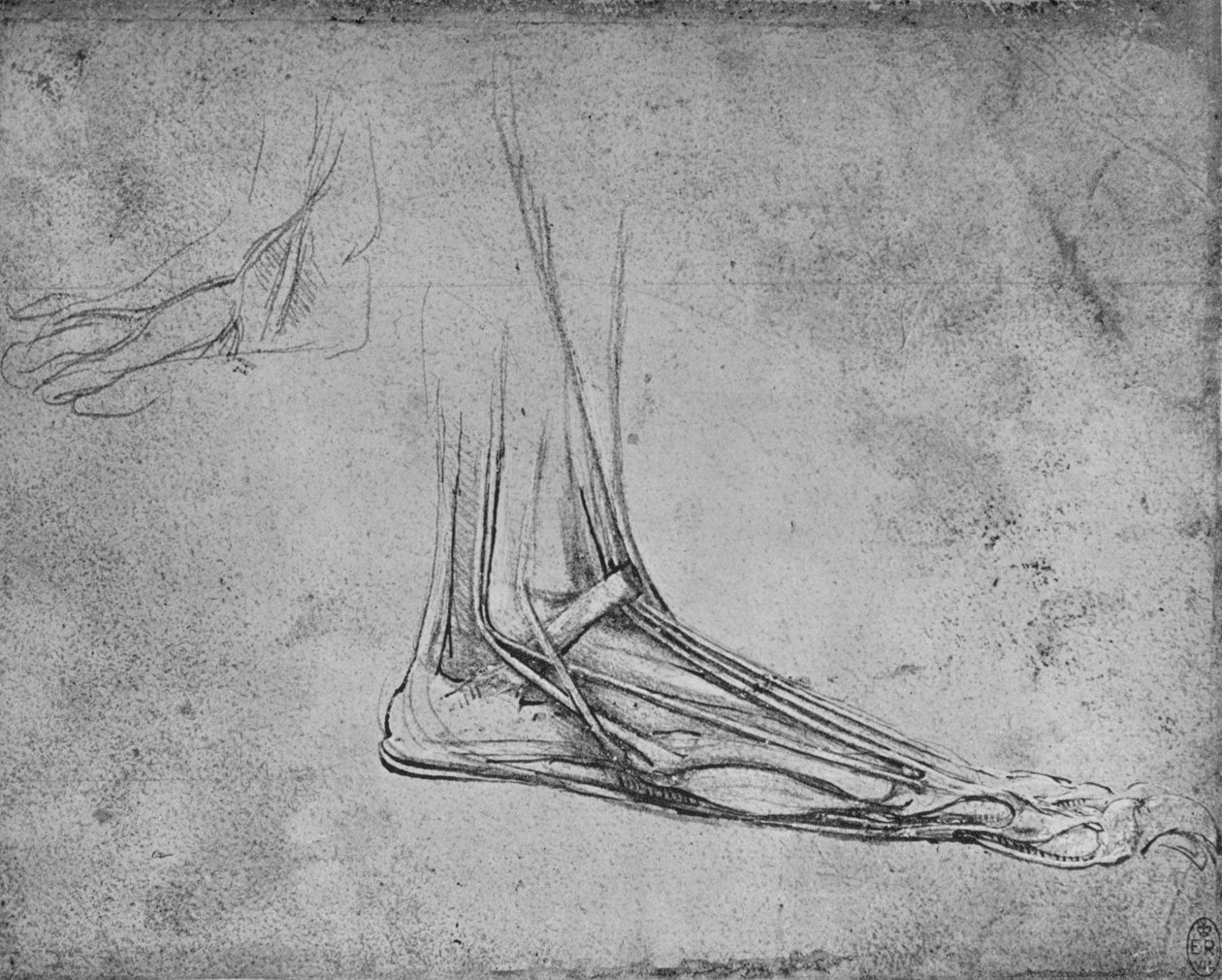 Medveláb boncolása jobbra, c1480 1945 alkotó: Leonardo da Vinci